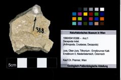 Foto (Objekt + Etikett) von Decapoda indet.  (NHMW-GEO-1990-0041-0388)